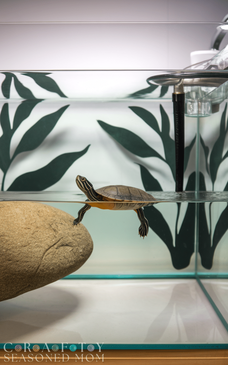 17 Best Turtle Tank Ideas