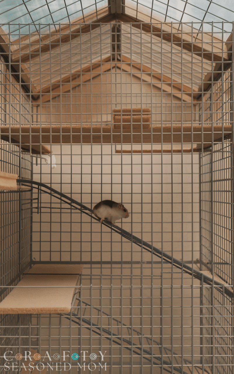 15 Best Hamster Cage Ideas for a Happy Tiny Friend
