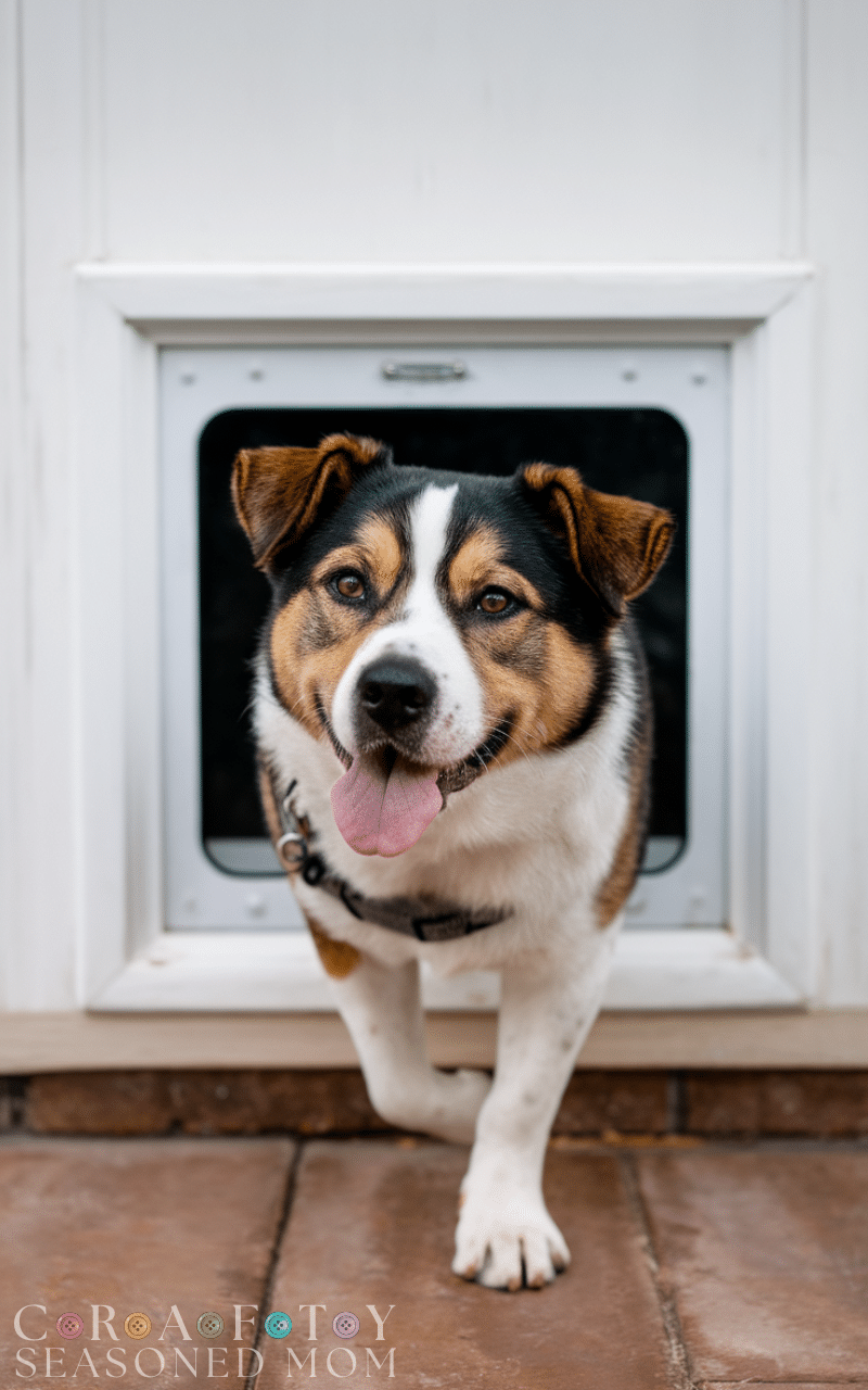 11 Best Dog Door Ideas