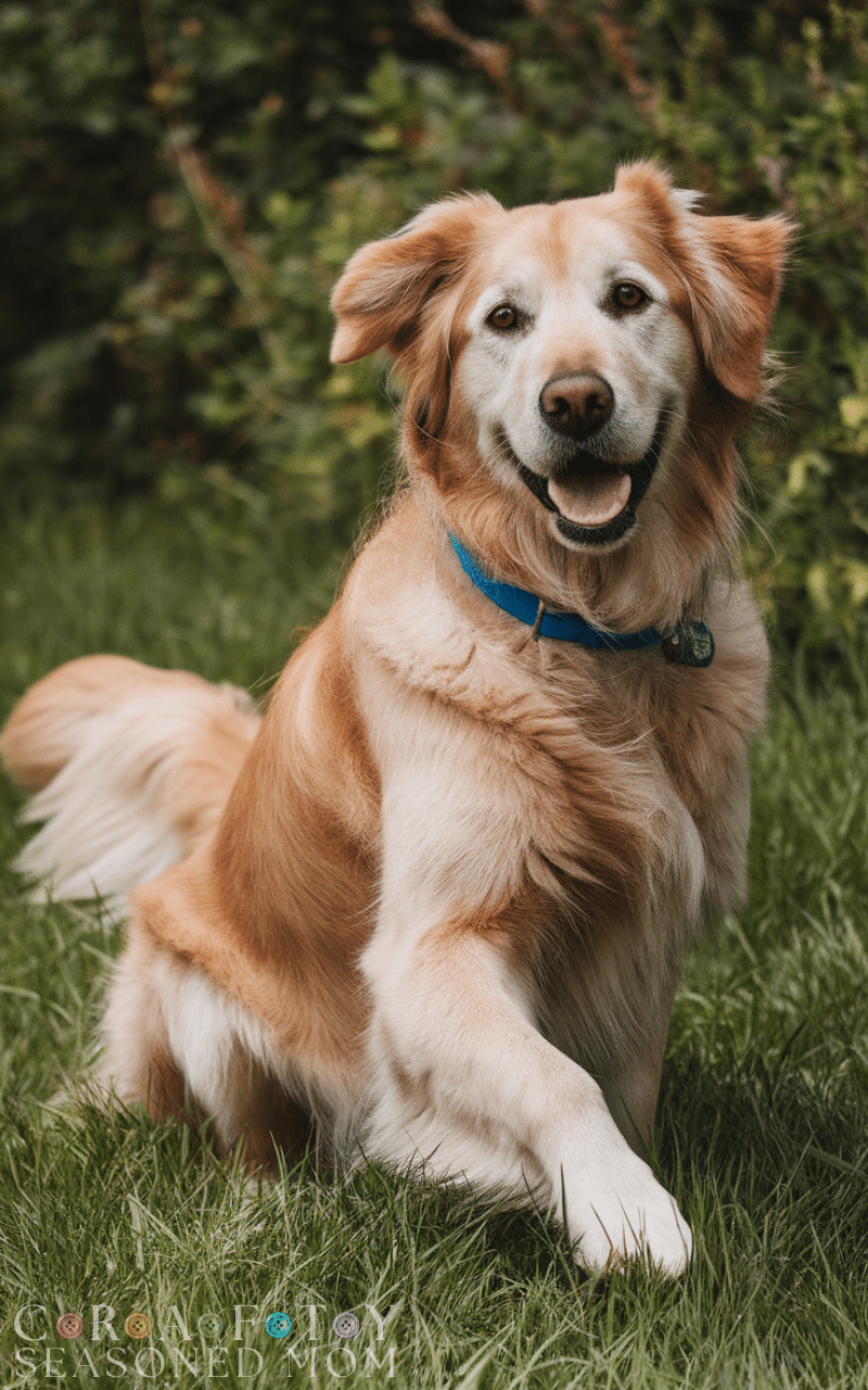 15 The Best Dog Training Commands Every Pet Owner Should Know