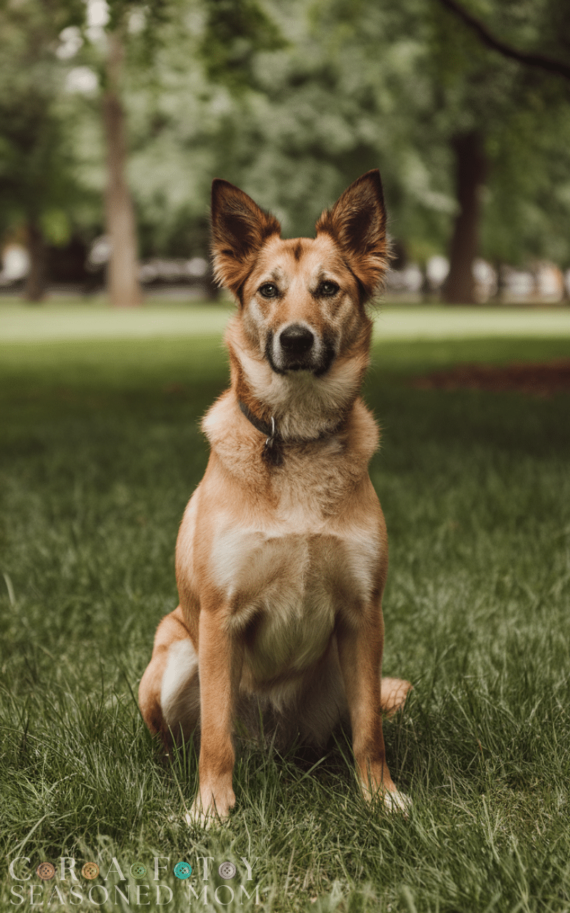 15 The Best Dog Training Commands Every Pet Owner Should Know