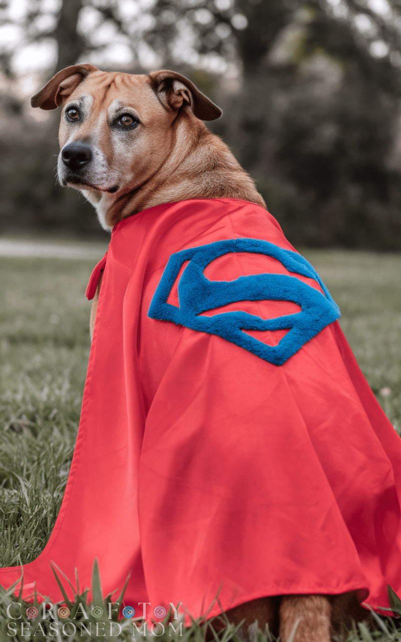 17 Beautiful DIY Pet Costume Ideas 
