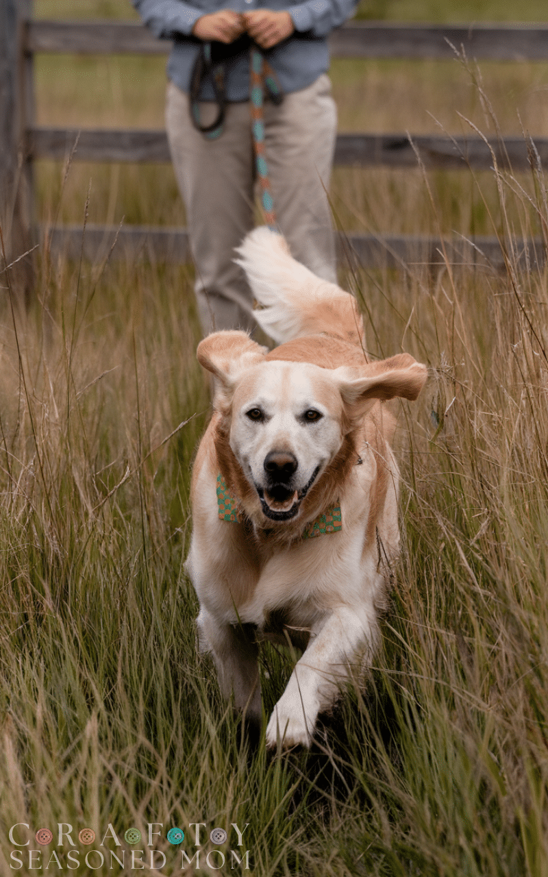 15 The Best Dog Training Commands Every Pet Owner Should Know